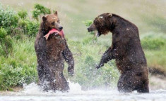 Gấu nâu chiến đấu để giành mồi