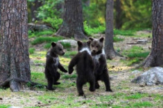 Gấu nâu nhảy múa trong rừng