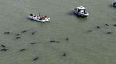 Hàng chục cá voi hoa tiêu mắc cạn ở bãi biển Mỹ