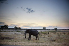 Hàng chục con voi chết vì trúng độc