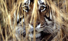 Hổ ‘ăn thịt người’ ở Ấn Độ bị bắn chết