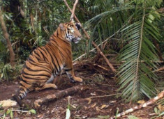 Hổ Sumatra tại Indonesia có thể sớm tuyệt chủng