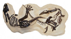Hóa thạch ‘đại chiến khủng long’ được đấu giá