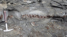 Hóa thạch khủng long khổng lồ ở Canada