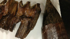 Hóa thạch răng voi cổ đại lẫn trong thùng từ thiện