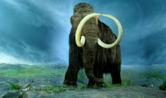 Hóa thạch voi ma mút 25.000 năm tuổi