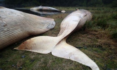 Hơn 300 con cá voi chết tập thể ở bờ biển Chile