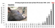 Hơn một nghìn con tê giác bị giết ở Nam Phi năm 2013