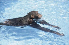 Khỉ biết bơi và lặn