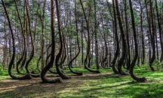 Khu rừng trăm cây uốn lượn một dáng ở Ba Lan