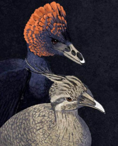 Lần đầu tiên tạo gà có đặc điểm giống khủng long