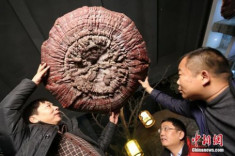 Linh chi khổng lồ của Việt Nam ở bảo tàng Trung Quốc