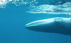 Loài cá voi bí ẩn nhất thế giới lần đầu lộ diện