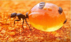 Loài kiến có bụng căng phồng như hũ mật