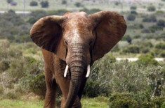 Mỹ cấm buôn bán ngà voi