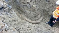 Ngà voi ma mút được tìm thấy ở công trường xây dựng