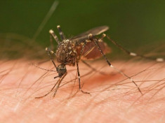 Ngăn muỗi sinh sản bằng phân tử nano