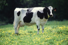 Nghiên cứu ‘bò nằm xuống rồi sẽ đứng lên’ đạt giải Ig Nobel