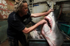 Ngư dân Mỹ bắt được cá mập 600 kg