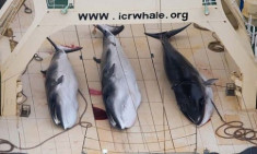 Nhật Bản phớt lờ lệnh cấm săn cá voi quốc tế