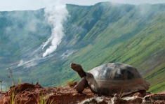 Những điều chưa biết về loài rùa cạn lớn nhất thế giới