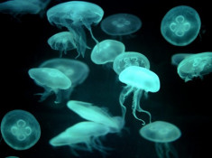 Những điều chưa biết về sứa