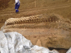 Phát hiện hóa thạch đuôi khủng long nguyên vẹn