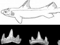 Phát hiện loài cá mập tiền sử mới ở Mỹ