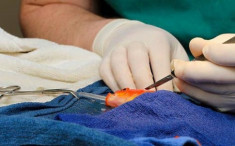 Phẫu thuật khối u cho cá vàng