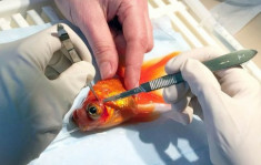 Phẫu thuật loại bỏ khối u cho cá vàng