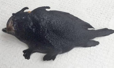 Quái ngư hai chân mình đen sì ở New Zealand
