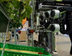 Robot giúp nông dân hái dâu