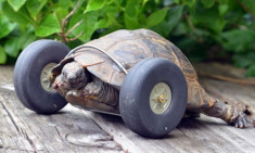 Rùa 90 tuổi được lắp bánh xe làm chân giả