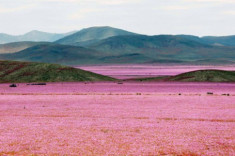 Sa mạc khô cằn ‘sống dậy’ phủ đầy hoa hồng