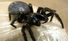 Sự thực về vết cắn của nhện góa phụ đen