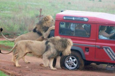 Sư tử đói cắn lốp xe, tấn công người