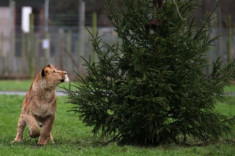 Sư tử giành mồi trên cây thông Noel