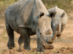 Tê giác có thể bị tuyệt chủng trong 6 năm nữa