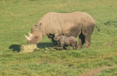 Tê giác đen hiếm lần đầu chào đời trong vườn thú Anh