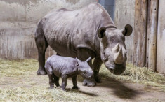 Tê giác hiếm ở Đông Phi sinh con 