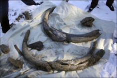 Tìm thấy ngà voi ma mút 10.000 năm tuổi