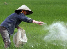 Tranh cãi việc dùng xi măng làm phân bón cho lúa xanh tốt