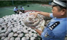 Trung Quốc thu giữ hơn 11 tấn tê tê buôn lậu
