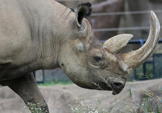 Việt Nam đề xuất tiêu hủy kho sừng tê giác bị thu giữ