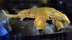 Voi ma mút 39.000 tuổi được trưng bày ở Đài Loan