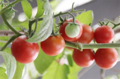 Mẹo rung cây giúp cà chua đậu quả sai trĩu trịt