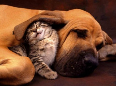 Yêu nhau như chó với mèo...