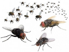10 cách đơn giản để đuổi ruồi khỏi nhà