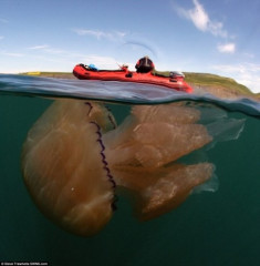 Bí ẩn hàng ngàn con sứa khổng lồ “tấn công” bờ biển nước Anh