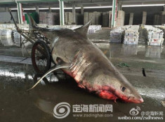 Cá mập nửa tấn chết thảm sau khi mắc kẹt vào lưới